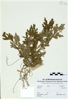 藏品(Selaginella)的圖片